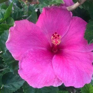 Meet your Posher, Shannon